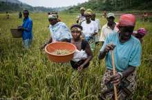 Petits agriculteurs du Rwanda